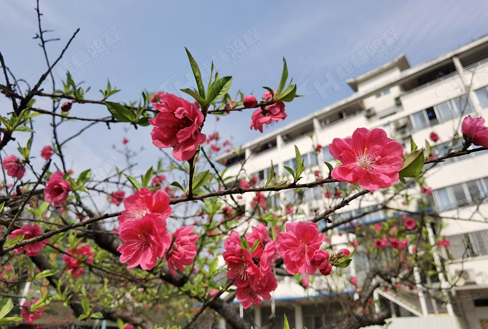 桂林鴻程花團錦簇，滿園春色，邀您一起共賞春景，共商大計！